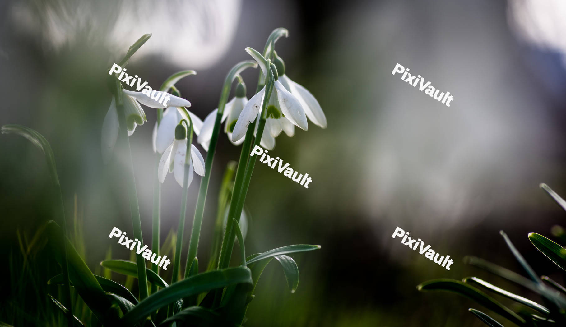 Snowdrop